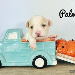 Maltese, Maltipoo, Poodle, and Yorkshire Terrier Puppies from Paw Perfect Pets