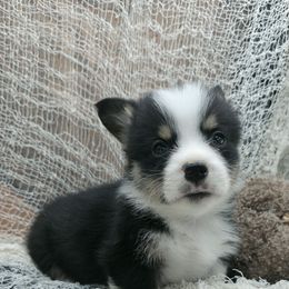 Eli - Black and tan male Pembroke Welsh Corgi puppy in Charleroi, Pennsylvania from Twilight Hollow Corgis