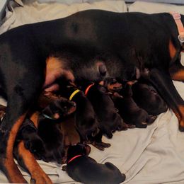 Doberman Pinscher Puppies from Davis Family Dobermans