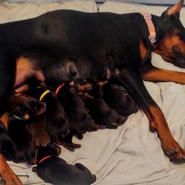 Doberman Pinscher Puppies from Davis Family Dobermans