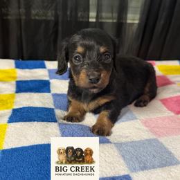 Franny - Black and tan female Dachshund puppy in Durant, Oklahoma from Big Creek Mini Dachshund