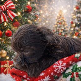 Ember - Liver female Yorkshire Terrier puppy in Knoxville, Tennessee from Rainbow Bliss Yorkies