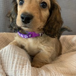 Iris - Dachshund puppy from Little Legs Legacy