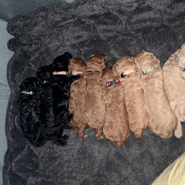 Poodle Puppies from Pawsable Prospects