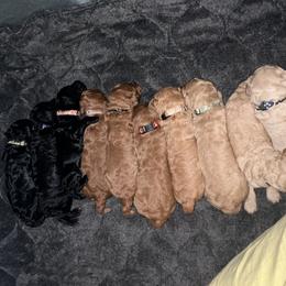 Poodle Puppies from Pawsable Prospects