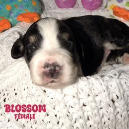 Blossom - Tri-color female Bernedoodle puppy in Beecher, Illinois from Erica’s Doodles