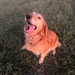 Sam - Golden Retriever