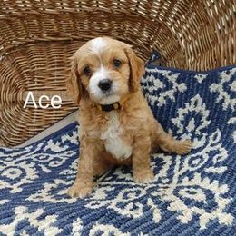Cavapoo Puppies from Jessie's Puppies