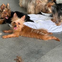 Tónico - Gold male Yorkshire Terrier puppy in Cape Coral, Florida from Katherine’s Yorkies and Poodles