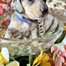 Dachshund Puppies from GypsyDox