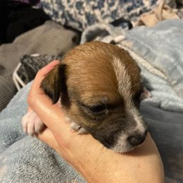 Duchess Grande Anne - White and tan female Russell Terrier puppy in Missouri from Royal Russells Ranch