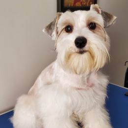 Levi - Miniature Schnauzer