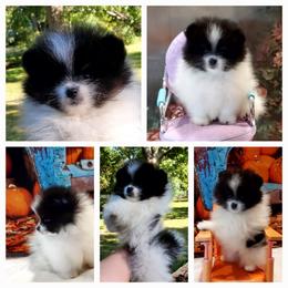 Buster - Black parti male Pomeranian puppy in Forsyth, Illinois from Amazing Grace Pomeranians