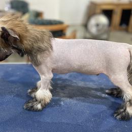 Pudge x Sunday Male 1 - Black white and tan male Chinese Crested puppy in Ocala, Florida from Jumping Jacks Russells