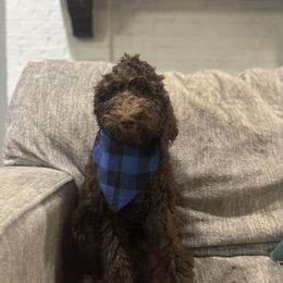 River - Chocolate male Goldendoodle puppy in Arlington, Texas from Chambers Doodle Patch