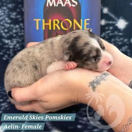 Aelin - Merle female Pomsky puppy in Sumter, South Carolina from Emerald Skies Pomskies