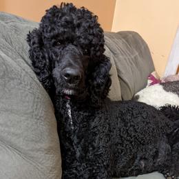 Pearl - Poodle