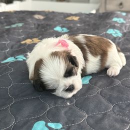 Shih Tzu Puppies from Leahrae's Shih Tzus