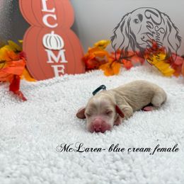 McLaren - Cream female Dachshund puppy in Prairieville, Louisiana from Southern Barron Danes & Dachshunds
