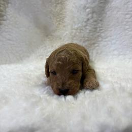 Poppy - Apricot female Goldendoodle puppy in Wever, Iowa from JK Royal Lines