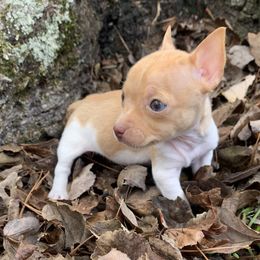 Peanut - Sable and white female Teddy Roosevelt Terrier puppy in Gadsden, Alabama from Rich Cat’s