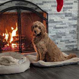 Willow - Goldendoodle