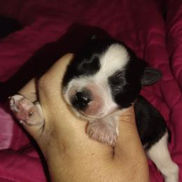 Blk parti - Parti male Miniature Schnauzer puppy in Florida from Central Florida Schnauzers