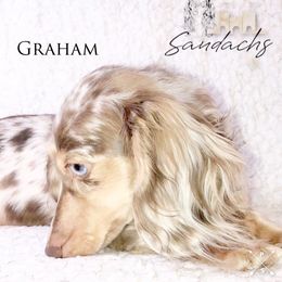 Graham - Dachshund