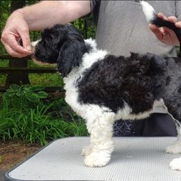 Portuguese Water Dog Puppies from Blue Marina Portuguese Water Dogs