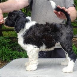 Portuguese Water Dog Puppies from Blue Marina Portuguese Water Dogs