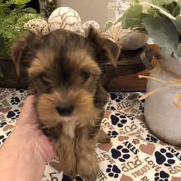 Yorkshire Terrier Puppies from Happy Days Acres and Yorkies