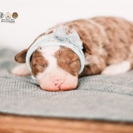 Bernedoodle and Goldendoodle Puppies from Hommel’s Mini Darling Doodles