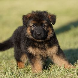 Purple Ribbon - Black and red female German Shepherd puppy in Howard City, Michigan from Sherman's Shepherds