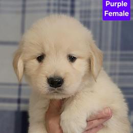 Promise Purple Female - Golden female Golden Retriever puppy in Wauseon, Ohio from Golden Sunrise Retrievers