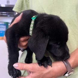 Green Collar - Black female Labrador Retriever puppy in Swainsboro, Georgia from McNeely's Labrador Retrievers