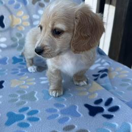 Girl 3 - Cream female Dachshund puppy in Oklahoma from DRB Dachshunds