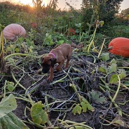Rhodesian Ridgeback Puppies from Country View Ridgebacks