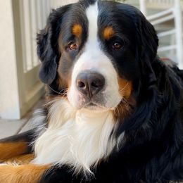 Bernese Mountain Dogs from Friends of Hudson