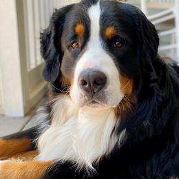 Bernese Mountain Dogs from Friends of Hudson