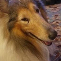 Old Time Scotch Collies from Lacey's Lassies