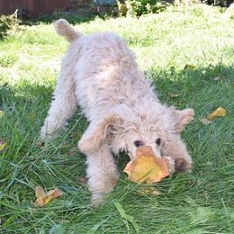 Poodle Puppies from Country Pups Poodles