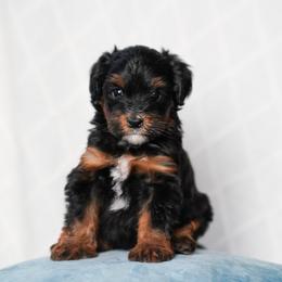 Charles - Tri-color male Bernedoodle puppy in Dundee, Ohio from Down Home Doodle