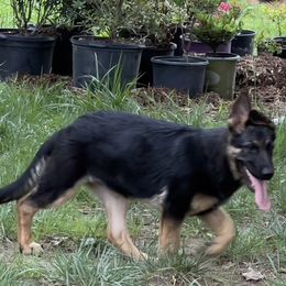German Shepherd Puppies from StoneWall