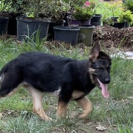 German Shepherd Puppies from StoneWall