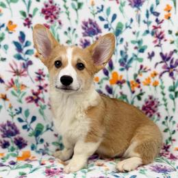 Juniper - Red male Pembroke Welsh Corgi puppy in Columbia, Tennessee from Wiggle B Ranch Corgis
