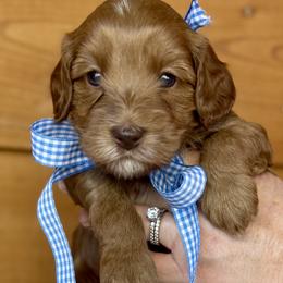 Suede - Caramel red male Australian Labradoodle puppy in Dawson, Georgia from Still Pond Australian Labradoodles