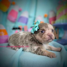 Monet - Merle female Chihuahua puppy in Piqua, Kansas from Cute As A Cupcake Chihuahuas