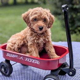 Cavapoo puppies from Sis' Doodles & Poodles