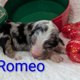 Romeo - Blue merle male Australian Shepherd puppy in Parker, Colorado from Legacy Ranch Australian Shepherds