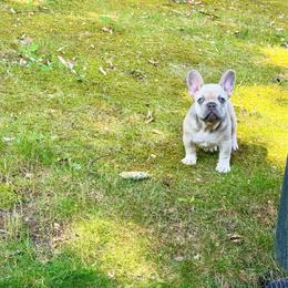 Max - Tricolors male French Bulldog puppy in Millstone Township, New Jersey from Couture_frenchies_and_pomeranian